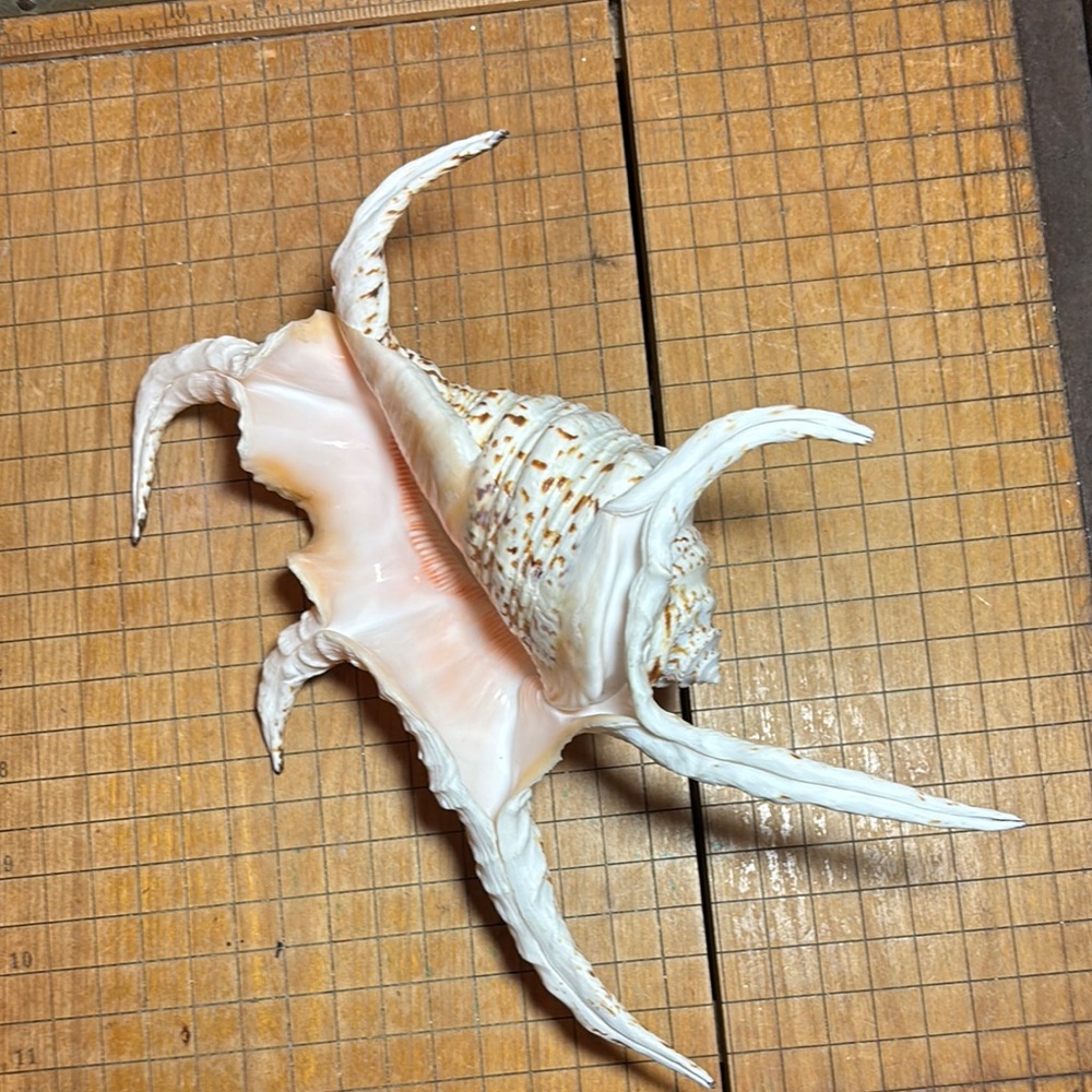 Spider Conch Natural White Brown Shell 10”Lx6.5”Wx2.75”H Beach Bath 11.4oz - Picture 16 of 17